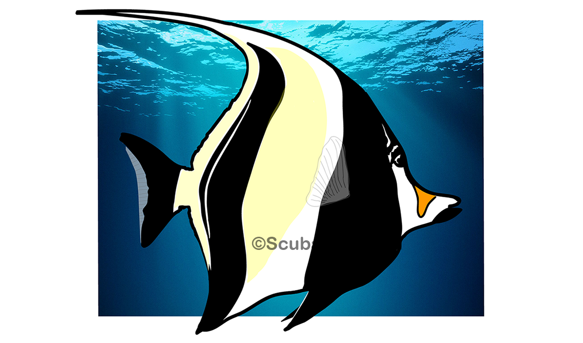 Moorish Idol - Dive into Scubaport - Photography and Sea Life Art